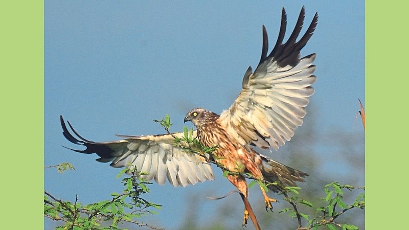 पक्षीदर्शन: भिगवणला भेटला कलहंस!
