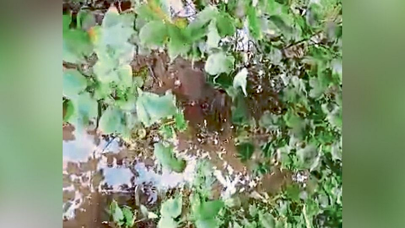 Jalgaon : हजारो हेक्टर क्षेत्र बाधित