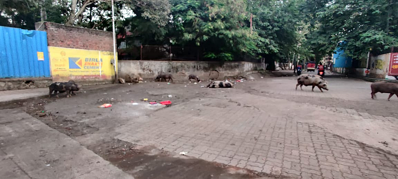 डुक्करांचा सुळसुळाट
