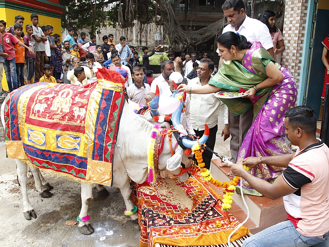 Mayor Jayashree Mahajan Pola Puja
