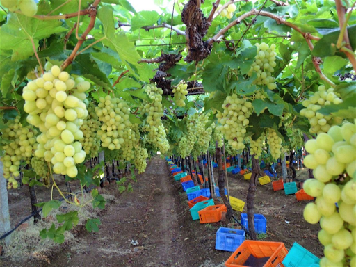 Grapeyard