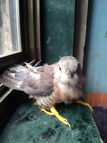 bird