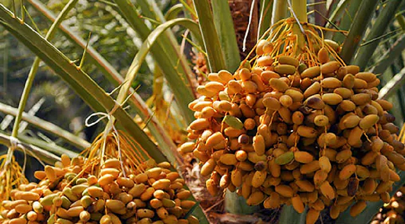 फळे धुवून न खाणे धोकादायक; निपाहच्या संसर्गाबाबत एम्सच्या डॉक्टरांचा इशारा