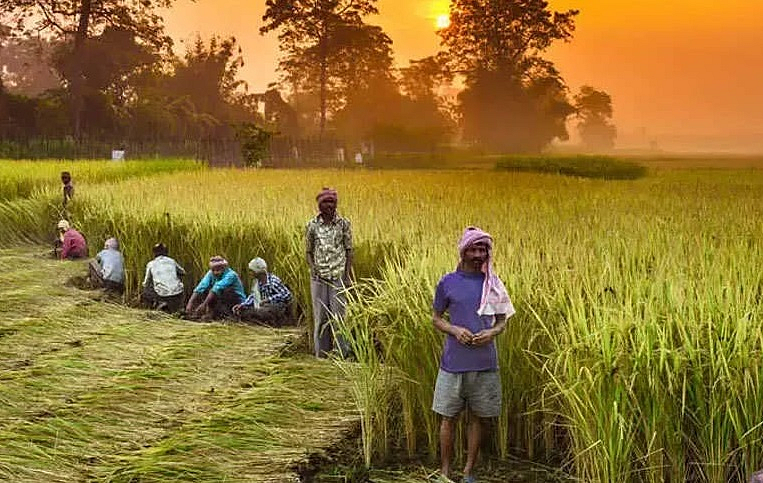 Crop Crises News