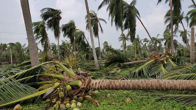 Coconut Tree