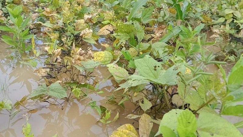 पेरणीला आला अन् आता काढणीलाच बरसला! उडदाच्या चार शेंगाही गेल्या पाण्यात