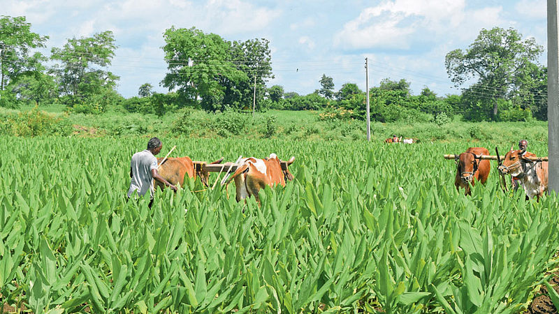 Agriculture