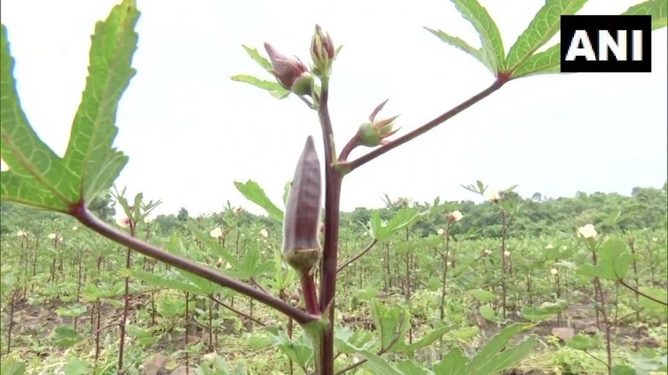 Red Ladies finger/Okra