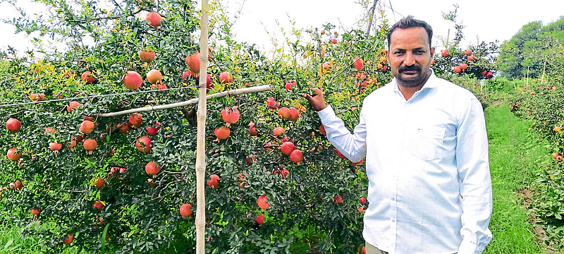 shashikant shinde is earning rs 9 lakh a month from pomegranate farming