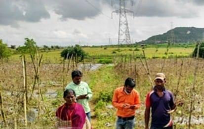 यंदा सोयाबीनचे दर दुप्पट