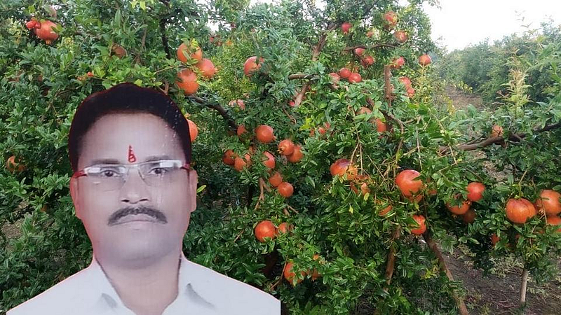 उपळाईच्या शेतकऱ्याने नादच केलाय थेट! अवघ्या 25 गुंठ्यांत 16 टन डाळिंबाचे उत्पन्न