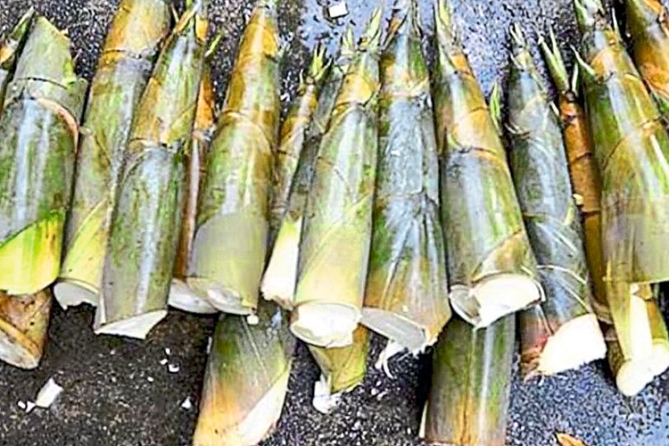 आजरा: आजऱ्यात बांबूच्या कोमच्याची शेती