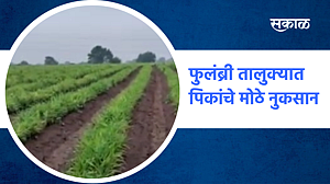फुलंब्री तालुक्यात पिकांचे मोठे नुकसान; पाहा व्हिडिओ फुलंब्री तालुक्यात पिकांचे मोठे नुकसान; पाहा व्हिडिओ