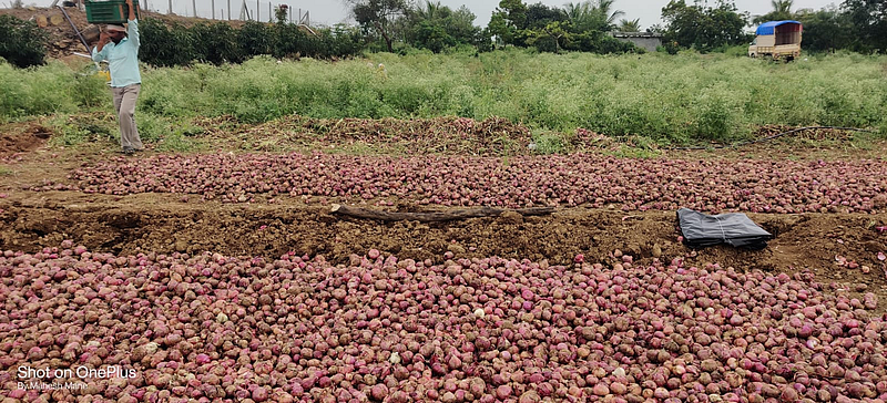 Onion