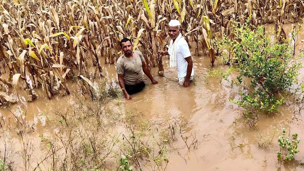 मका पिक पाण्यात
