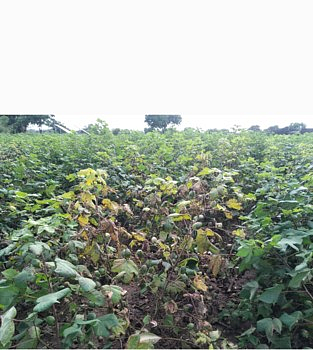 Cotton Crop