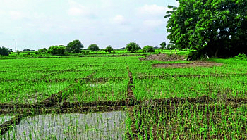 Onion Crop