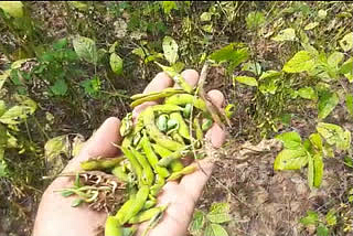 soyabean damage news
