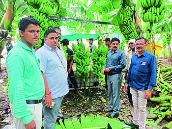 Banana Export