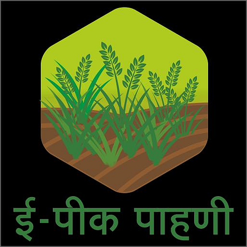 Hingoli : शेतकऱ्यांनो, ई-पीक पेऱ्याची ३१ ऑगस्टपूर्वी नोंद करा
