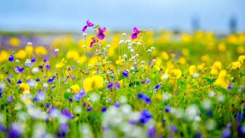 Kas Plateau