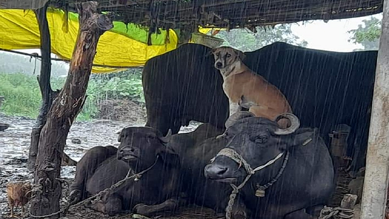 marathwada rain