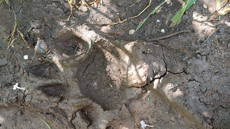 Jalgaon