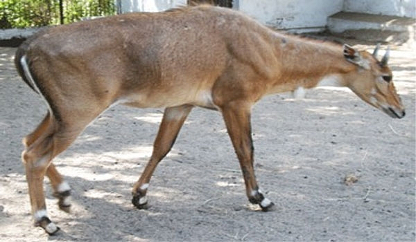 rohi