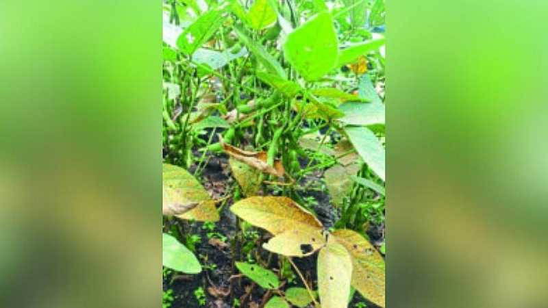 सोयाबीनवर तांबेऱ्याचा प्रादूर्भाव; शेतकऱ्यांमागे संकटांची मालिका