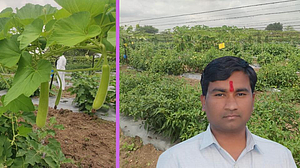 झिरो बजेट शेती! दीड एकरात, चार महिन्यात तब्बल तीन लाखांचे उत्पन्न