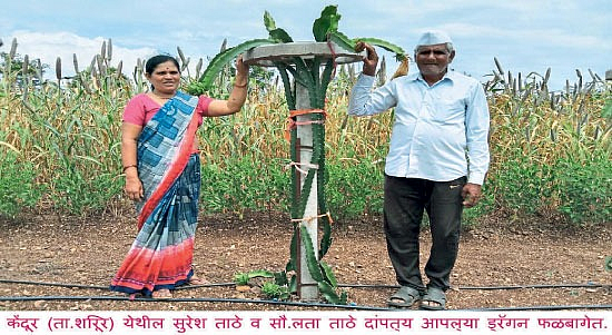 ड्रॅगन फ्रुट