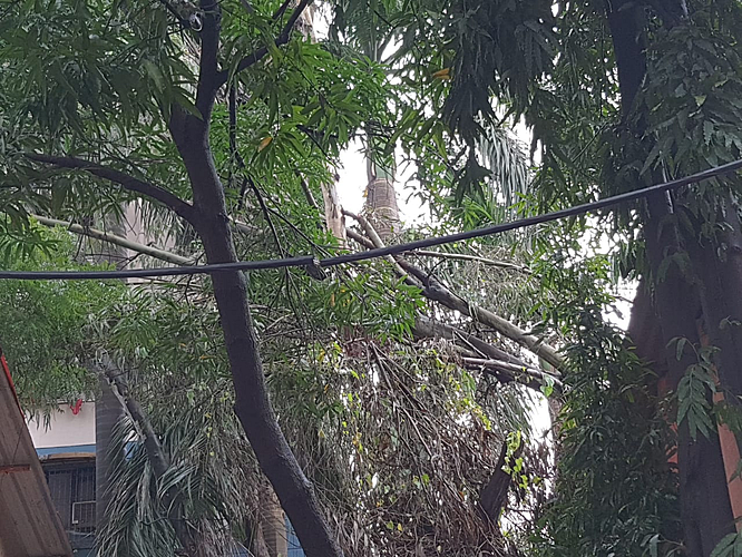 Tree collapse