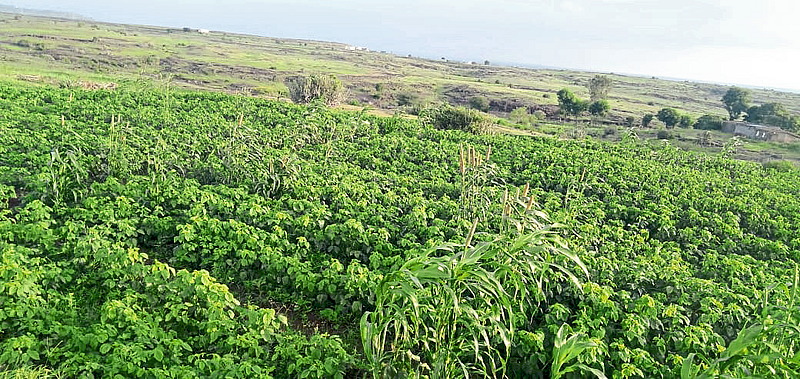 farm