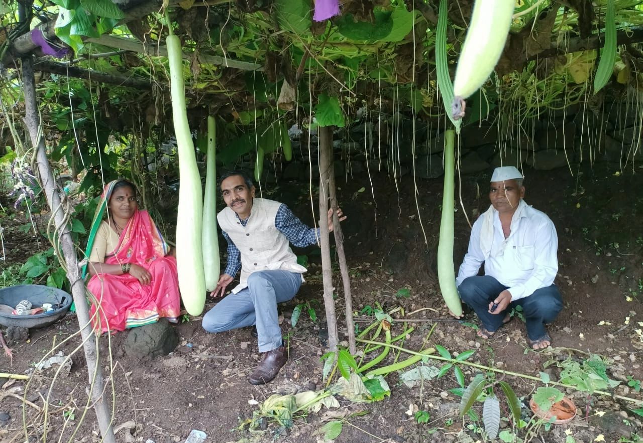 गावरान दुधी भोपळ्याची केलेली लागवड व त्याला लागलेली फळे बघून
सर्वच आश्चर्यचकित झाले. संपूर्ण कार्यक्रम अतिशय जिव्हाळ्याने बघत शेतकऱ्यांचे मनोबल वाढवले. दरम्यान ममताबाई भांगरे यांनी लागवड केलेल्या दुधी भोपळ्याचा वेल बघून
श्री. पाटील भारावून गेले. त्यांनी या परिवारासह भोपळ्याच्या मंडपात छान फोटो काढले.