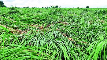 Heavy Rain Crop Damage latest marathi news
