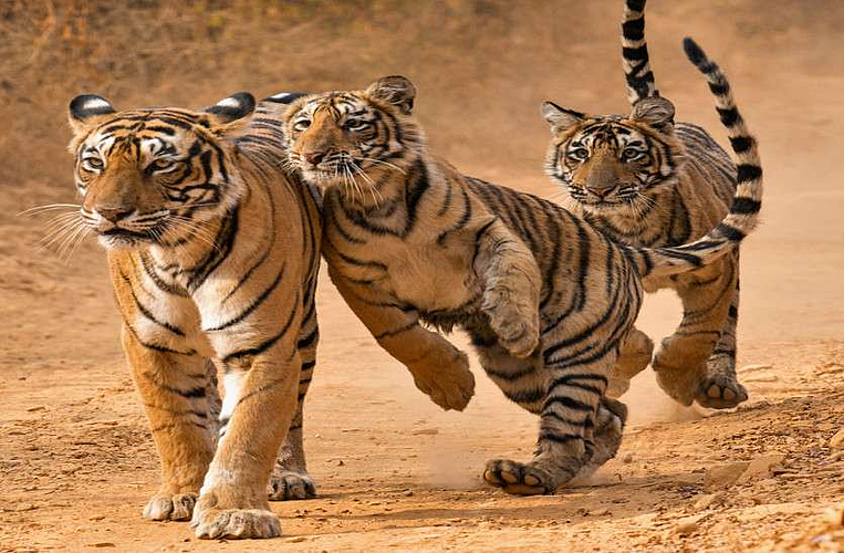 tiger