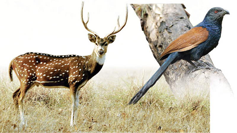 Deer and Bird