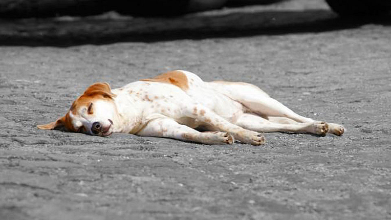Dog
