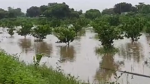 पाचोड (ता.पैठण, जि.औरंगाबाद) : ढगफुटी सदृश्य पाऊस झाल्याने बागांमध्ये पाणी साचले आहे.