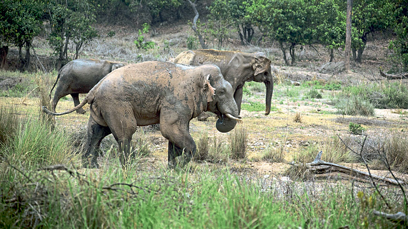 Elephant