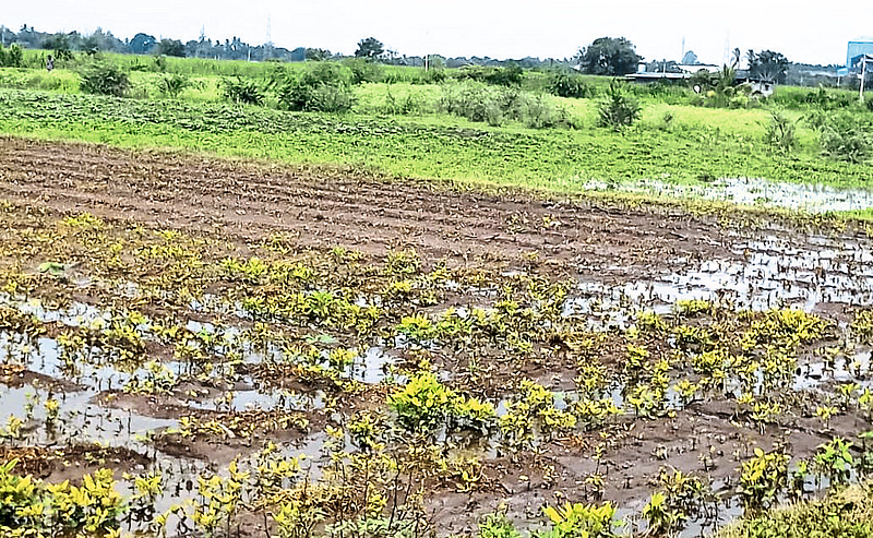 rains in the district have caused severe damage to soybean crop