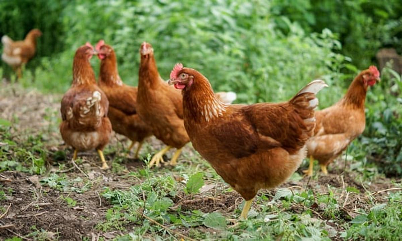 Decreased demand of indegenous chicken