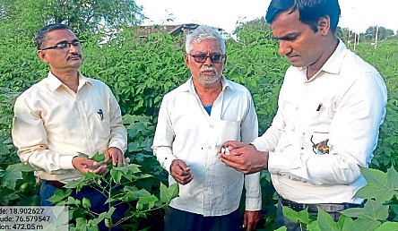 कपाशीचे नुकसान टाळण्यासाठी वेळीच व्यवस्थापन गरजेचे