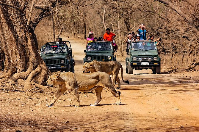 Gujarat National Parks