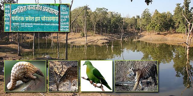 नवेगाव-नागझिरा व्याघ्र प्रकल्पातील पर्यटनाला सुरुवात