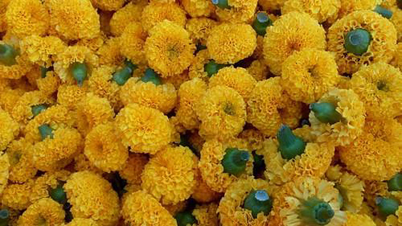 Zendu Flower