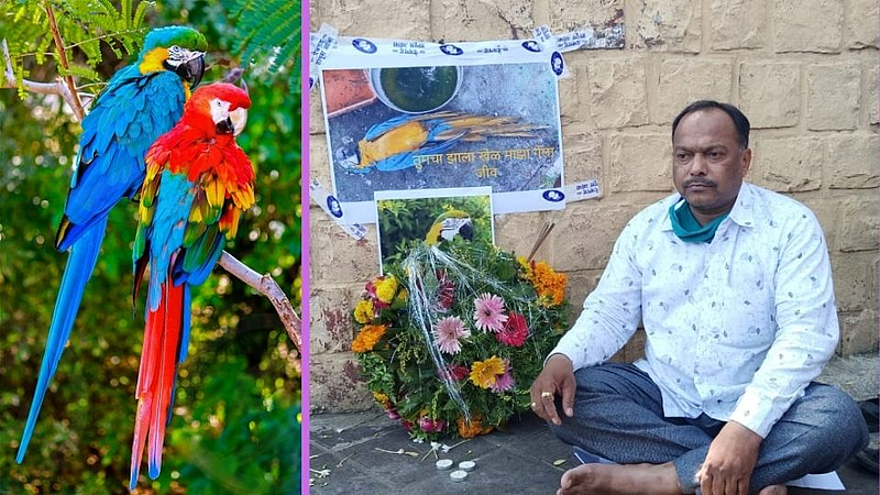 तीन लाखांच्या 'मकाऊं'चा मृत्यू!
