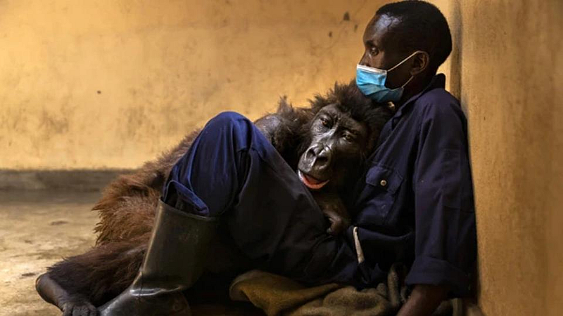 mountain gorilla