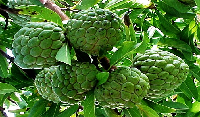 Custard apple