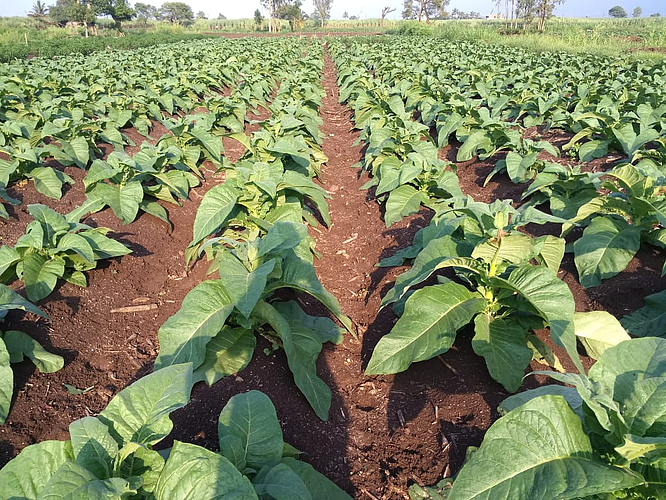 Paschim maharashtra